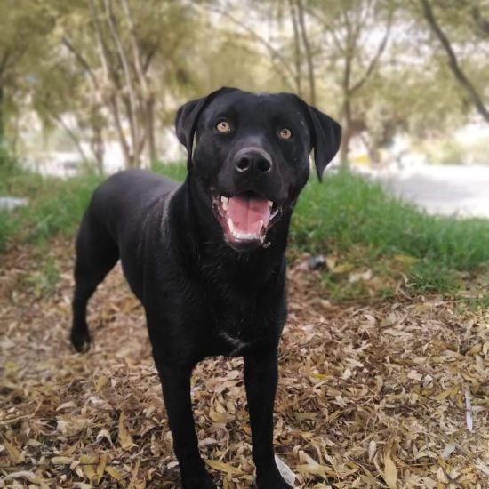 IMG_20190606_124235_924